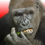 Flying Gorilla: Горилла